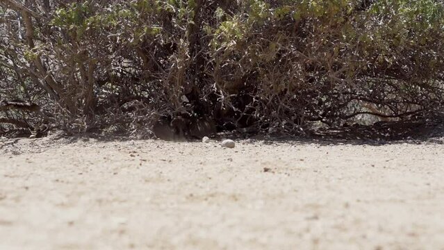 cute little Degus, Octodon, rodents native to South America. Group of Degu sitting at their den in the arid landscape of the atacama desert in Chile at chinchilla sanctuary.