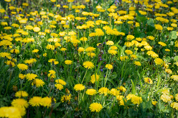 Obraz premium lots of yellow dragonfly balls and lots of green grass in the field