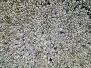 Top view of the fir forest trees covered by white snow