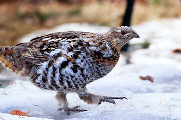 Scene in the wild, Ruffed grouse is walking in spring forest.