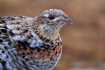 Ruffed grouse in camouflage in early spring in the wild.