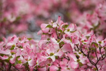 Closeup of beautiful, vibrant pink dogwood blossoms against blurred blossom background in springtime
