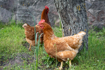 chicken on the farm