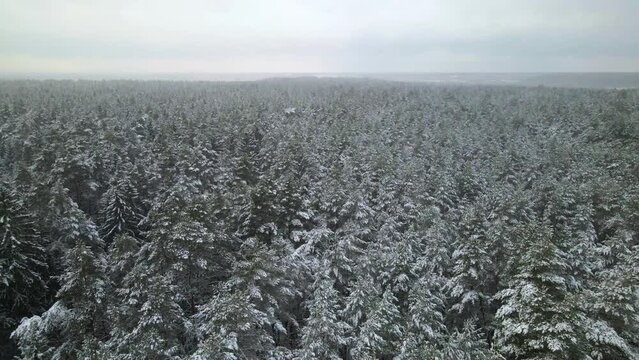 Aerial shot of the snow-covered fir forest trees on a foggy day