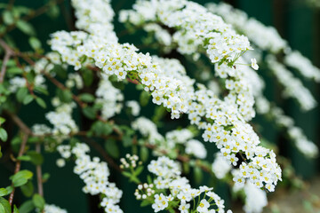 flowers in the garden