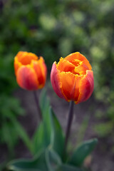 A fringed orange-red tulip bloomed in the garden near the house