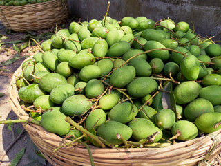 basket full of unripe mangoes, a tropical summer fruit popular throughout Indian subcontinent. Photo taken in Basirhat, West Bengal. Mango (Mangifera indica) is National fruit of India.