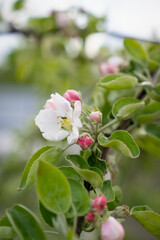 Fototapeta premium the branch of the apple tree blossomed in full bloom