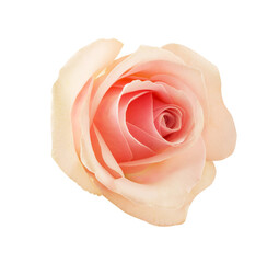 Rose flower isolated on white background with clipping path