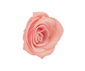 Rose flower isolated on white background with clipping path