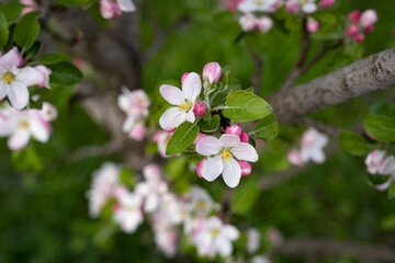 apple blossoms were understood on a tree in the garden