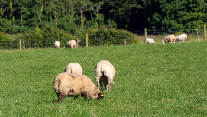 Obraz premium A few sheep on a pasture on a summer day. Animals in the meadow. Farm. White sheep on green grass field