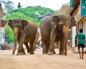 Elefant Sri Lanka