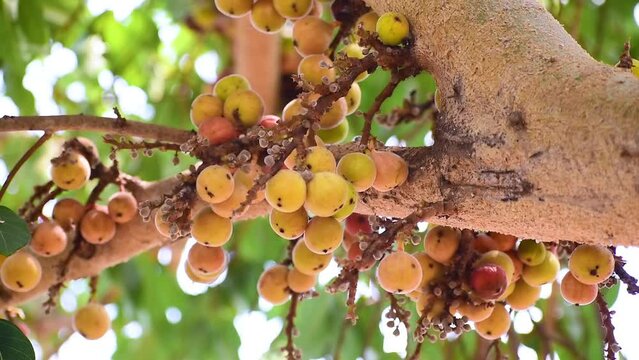 Ripe fruit Ficus Racemosa, one of genus ficus fruit. Popularly known as the cluster fig tree, Indian fig tree or cluster fig.