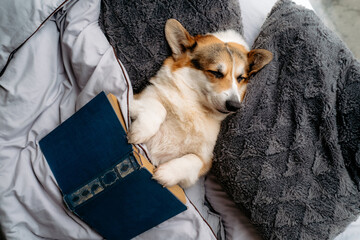 Corgi dog lies on the bed and reads a book.