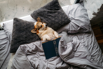 Corgi dog lies on the bed and reads a book.