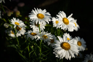 Fototapeta premium daisies in a field