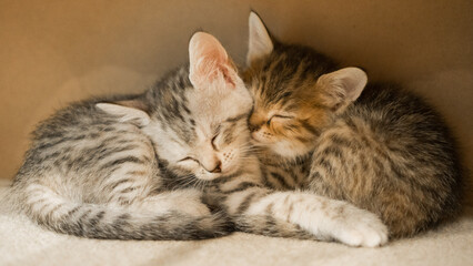 Fototapeta na wymiar cute sleeping tabby kitten in the house