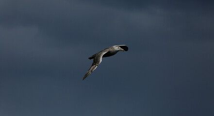 Giant petrel in flight