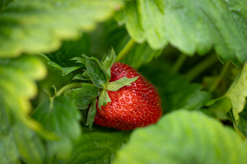 big ripe strawberry wide shot