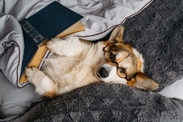 Corgi dog with glasses fell asleep in bed with a book