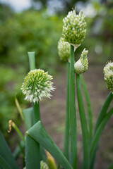 green onion seeds grow in the garden