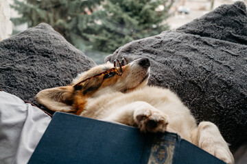 Corgi dog with glasses fell asleep in bed with a book