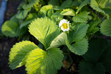 young leaves of strawberries growing in the garden