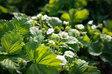green and yellow flowers