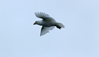 Snowy sheathbill flyning 