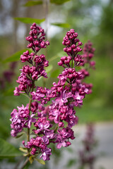 Obraz premium a branch of purple Syringa with 