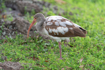 Naklejka premium ibis bird on the grass fauna. ibis bird fauna in wildlife. ibis bird fauna in nature.