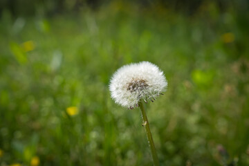 dandelion with white bangs on a green field background