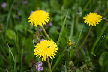 yellow dandelions in the grass