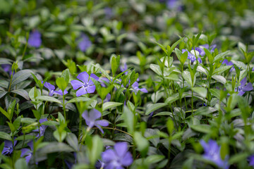 Small periwinkle or common periwinkle is a plant of the genus Vinca of the periwinkle family (Apocynaceae).