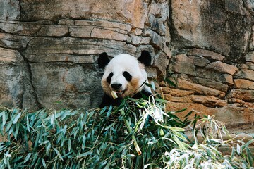 a panda sitting on a ledge in front of a rock wall
