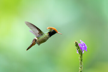 hummingbird in flight