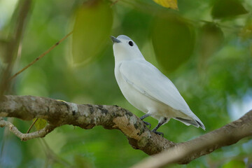 Snowy Cotinga © Juan Carlos Vindas