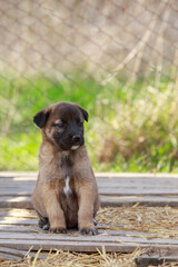 Puppy breed Alabai