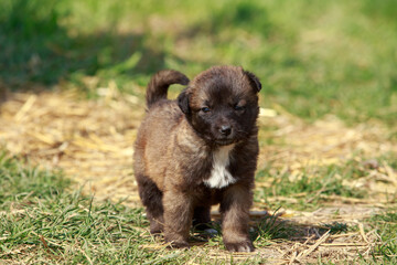 Puppy breed Alabai