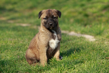 Puppy breed Alabai