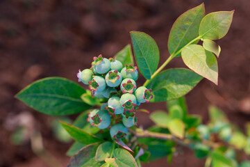 Obraz na płótnie Canvas Green berries blueberries
