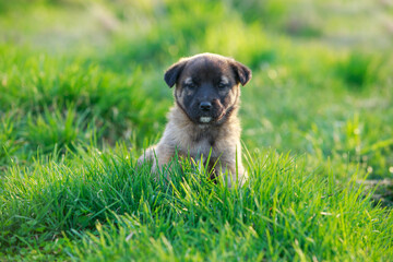 Puppy breed Alabai