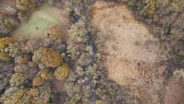 Drone view over woodland autumn trees on Dartmoor in Devon, UK
