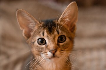 Naklejka na ściany i meble Attentive Abyssinian kitten, keen look, wild color