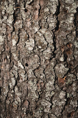 Natural texture of pine bark. Pine background. Abstract texture and background for designers. Natural pattern. Organic abstract texture. Macro view of pine bark texture.