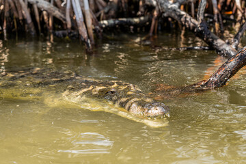 Crocodile dans la mangrove