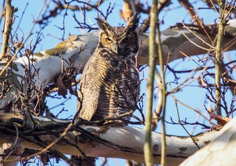 Closeup shot of a great horned owl bird perched on a tree branch