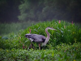 Beautiful shot of a blue heron bird walking through tall grass in a park