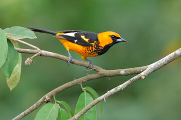 Spot-breasted oriole